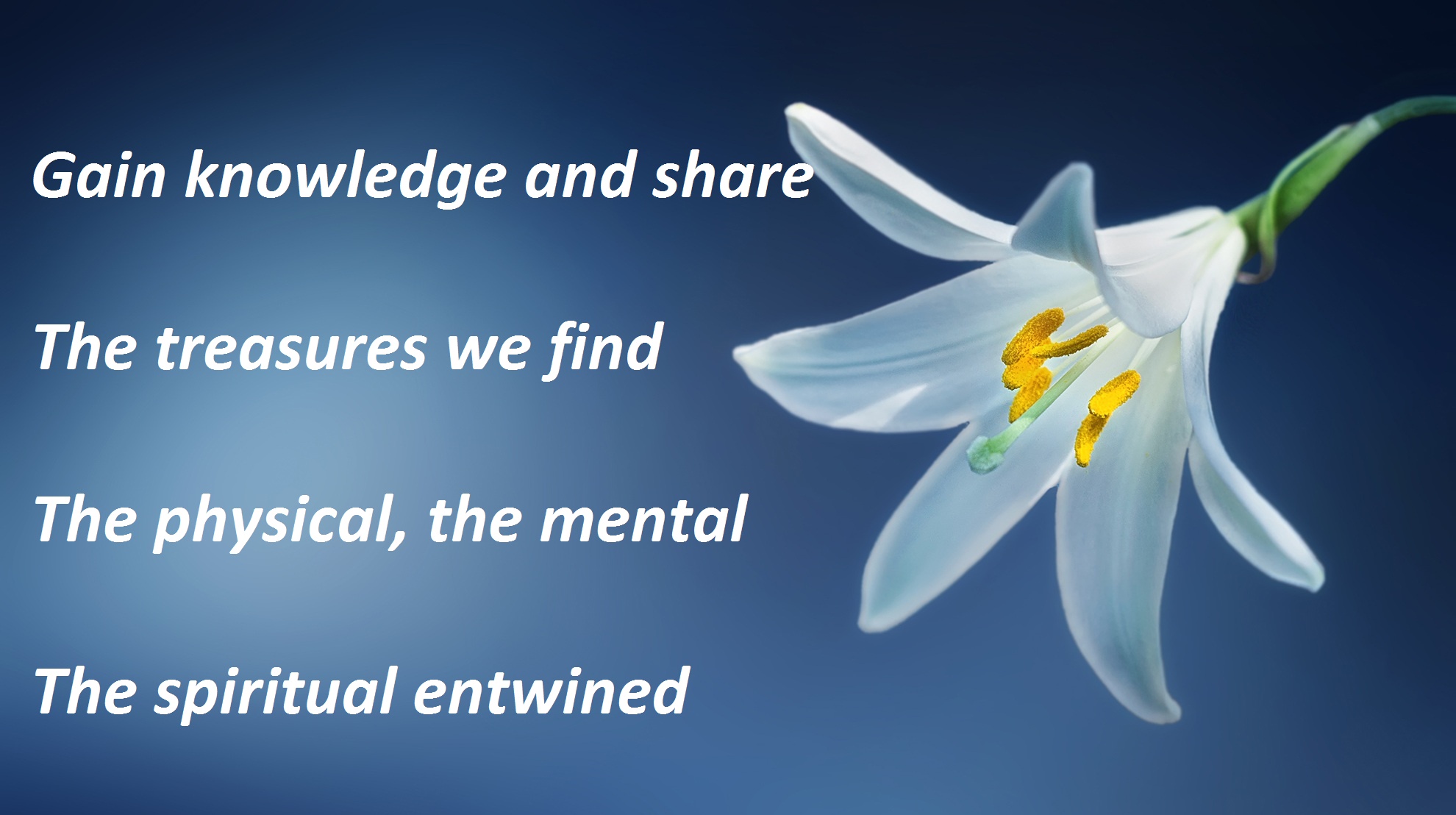 flower-lily-lilium-candidum-madonna-lily